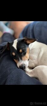 Jack Russell teriér fena