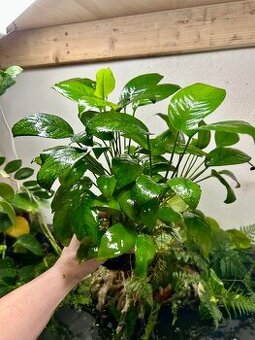 ANUBIAS rostliny větší - KOUPÍM