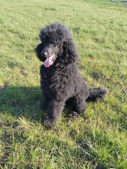 pro křížení psů pro získání potomstva