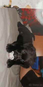 Koupím černou fenečku labradora