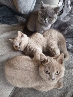 Britská čistokrevná krátkosrstá koťatka s PP