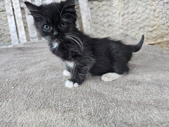 Koťátka alá Munchkin „kočičí jezevčík“ a „černé pumičky"