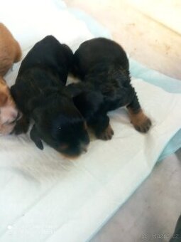 Anglický kokršpaněl štêňata