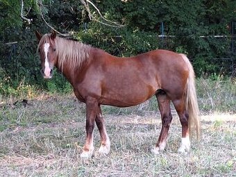 Welsh Cob D kobyla pre deti