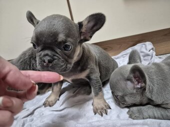 Francouzský buldoček