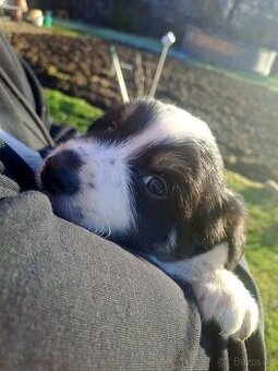 Border kolie štěnatka