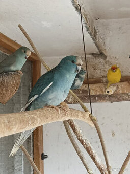 kakariky modré straky - 1