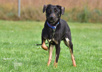 Darujeme nalezeného křížence