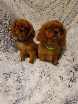 Kavalír King Charles Španěl