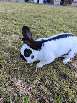 Králíci na hobby chov / výkrm