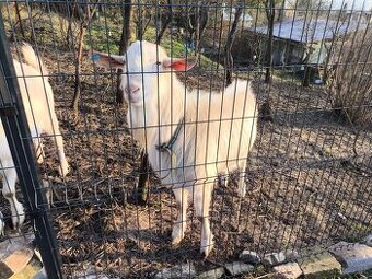 Daruji nebo za něco vyměním umazleného kozlíka Brno