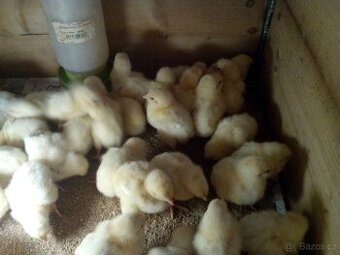 Brojlerová kuřata , brojleři , od 3.4 Cena 5 denní od 22 kč