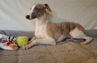 Vipet /Whippet/ - pejsek s PP