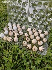 Křepelčí vajíčka / domácí vajíčka