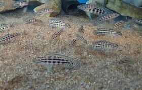 Tanganika - Julidochromis