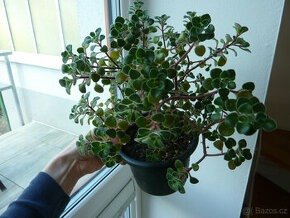 Aeonium lindleyi - sukulentní pokojová rostlina