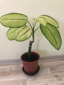 Difenbachie 1 -pokojová rostlina