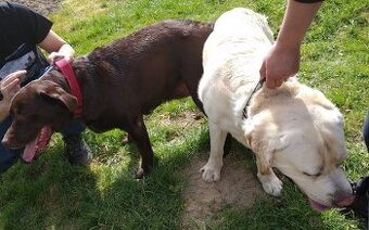 Labrador,kryti pro feny bez Pp