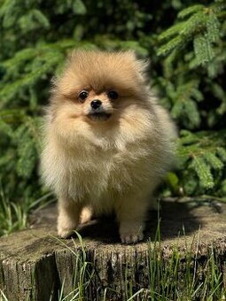 Pomeranian MINI fenečka