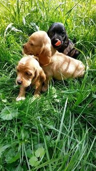 Kokrspanel,kokeršpaniel,beagle,bigel - 1