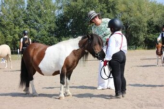 Shetland pony