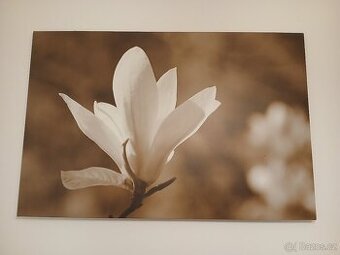 Obraz magnolie