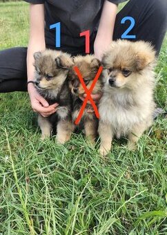 Štěňátka špic pomeranian