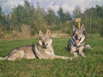 Československý vlčák s PP