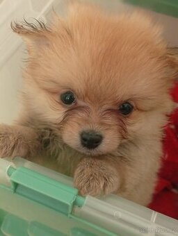 Pomeranian