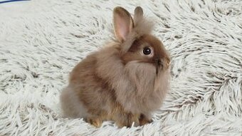 Zakrslý králík, králíček- (lvíček)- NATANIEL
