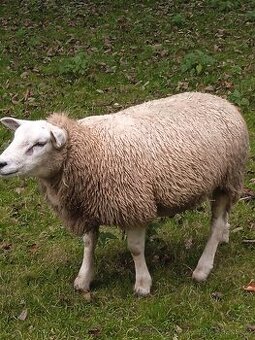 Texel
