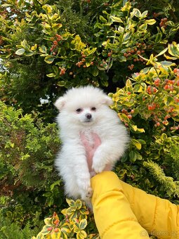 Pomeranian - 1