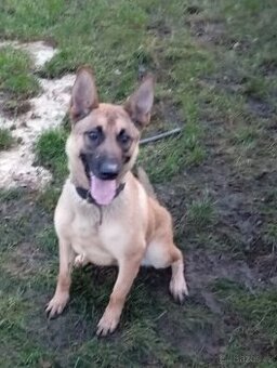 Belgický ovčák malinois