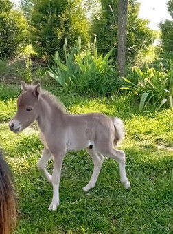 Americký miniaturní kůň , AMHA  -minihorse
