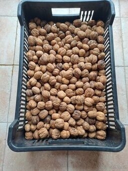 Vlašské ořechy neloupané