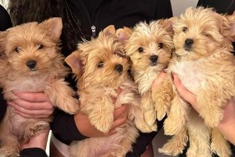 Jorkšírský teriér Yorkšírský teriér Golddust štěňata s PP