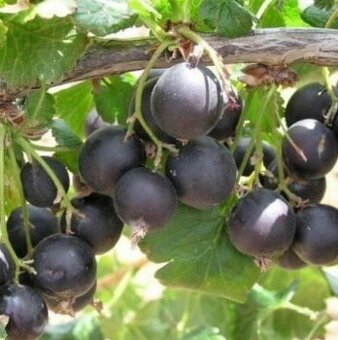 Josta,Červený rybíz a Černý rybíz