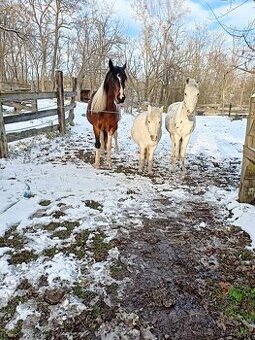 Ponička, valach,  klisna