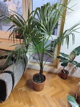 Trachycarpus fortunei