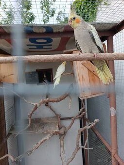 Letošní mladé Korely