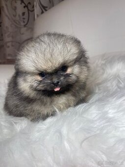 Pomeranian s PP FCI - nádherná štěňátka