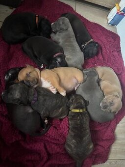 Americký stafordsirsky terier, Stafford, amstaf