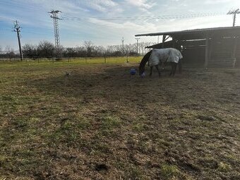 Ustájení s možností full servisu