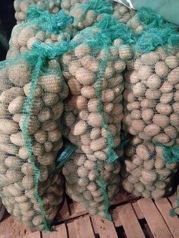 Brambory na uskladnění