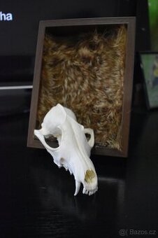 Dekorativní rámeček s lebkou