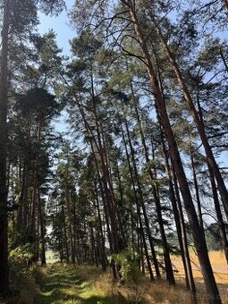 Prodej lesních pozemků v k.ú. Volenice