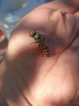 Včelí matky - ihned k odběru