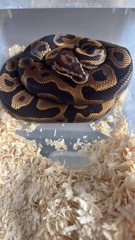 Prodam krajtu kralovskou Leopard