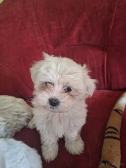 Maltezský psík (Maltezáček,)