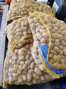 Sadbové brambory Marabela